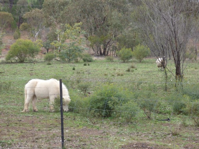 108 Whites Lane, Stockinbingal NSW 2725