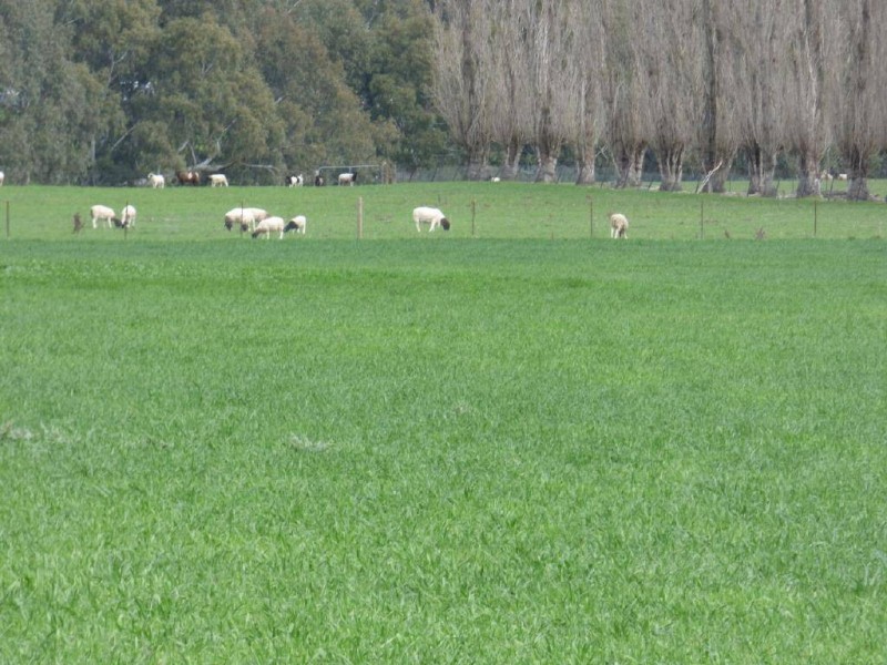 Bridge Street, Muttama NSW 2722