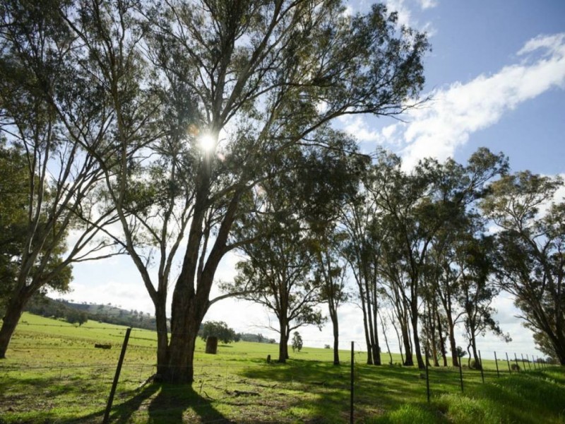 248 Back Brawlin Road, Cootamundra NSW 2590