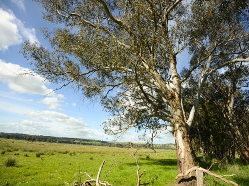 248 Back Brawlin Road, Cootamundra NSW 2590