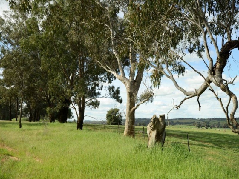 248 Back Brawlin Road, Cootamundra NSW 2590