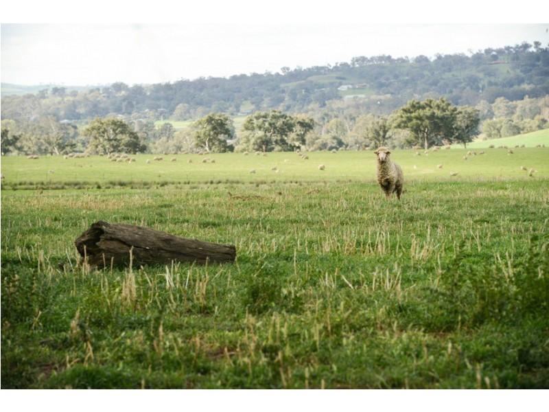 6/248 Back Brawlin Road, Cootamundra NSW 2590