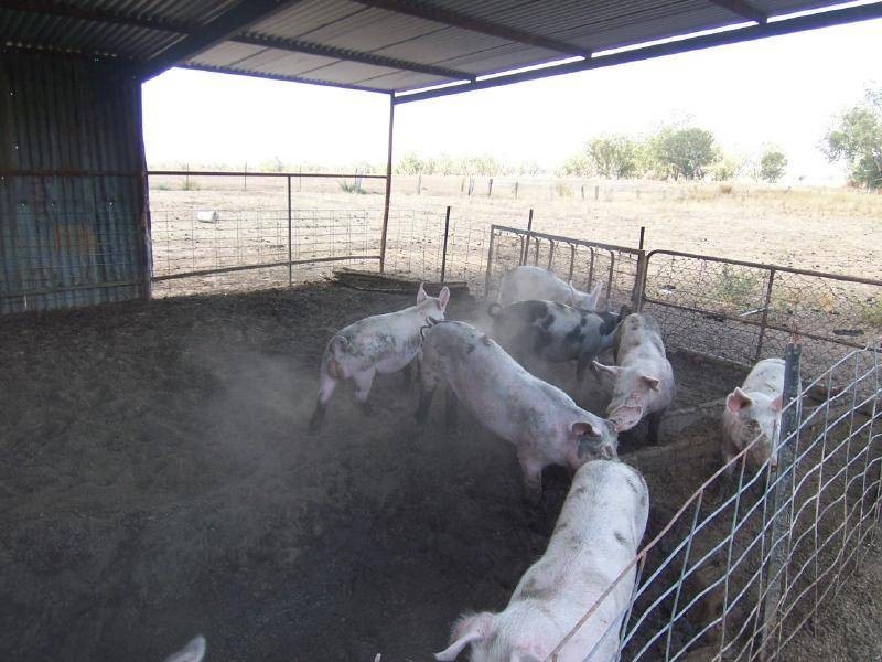 14 Hoskins Street, Stockinbingal NSW 2725