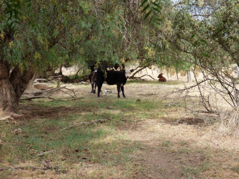 83 Nash’s Lane, Cootamundra NSW 2590