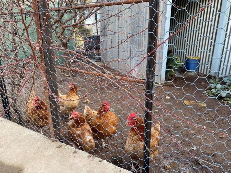 172 Old Cootamundra Road, Cootamundra NSW 2590