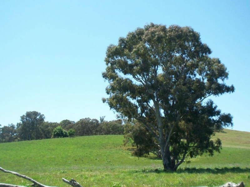 Lot 5 Muttama Road, Cootamundra NSW 2590