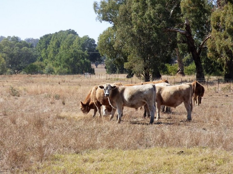 18 Nashs Lane, Cootamundra NSW 2590