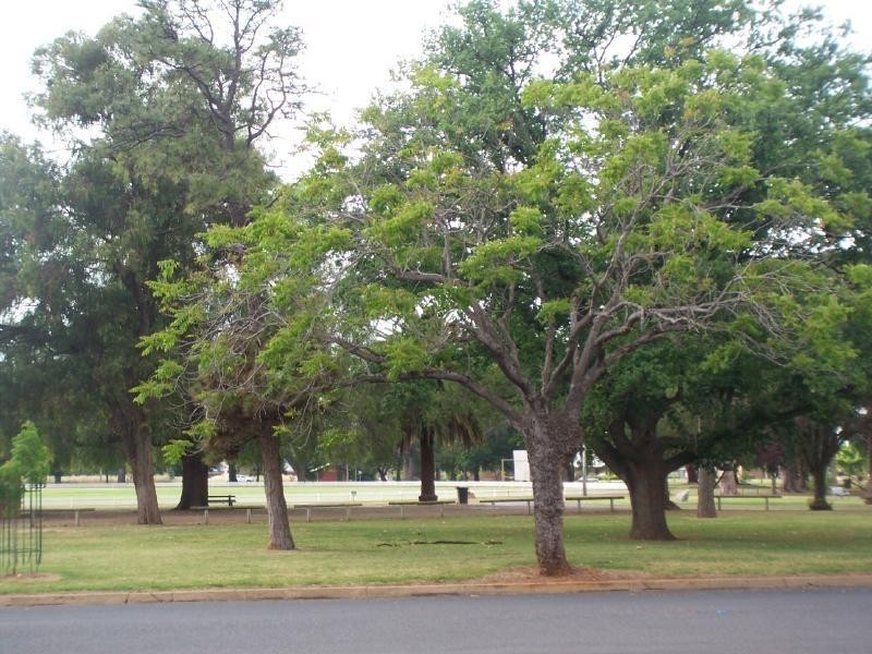 43 Thompson Street, Cootamundra NSW 2590