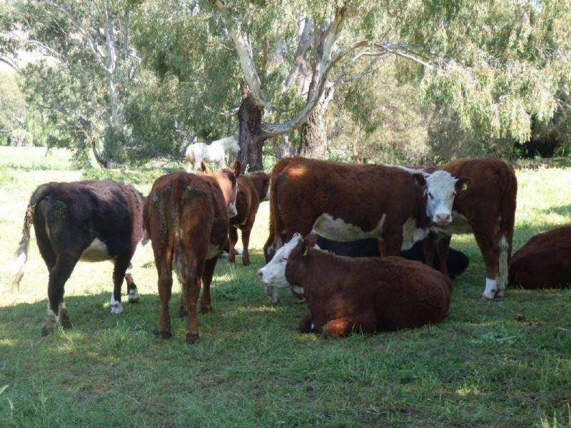 33 Muttama Road, Coolac NSW 2727