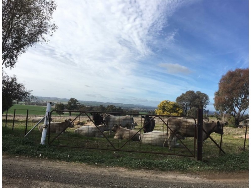 751 Stockinbingal Road, Cootamundra NSW 2590