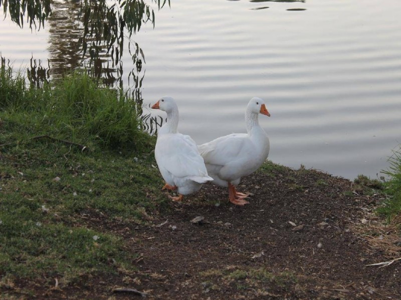 28/8 Short Street, Cootamundra NSW 2590