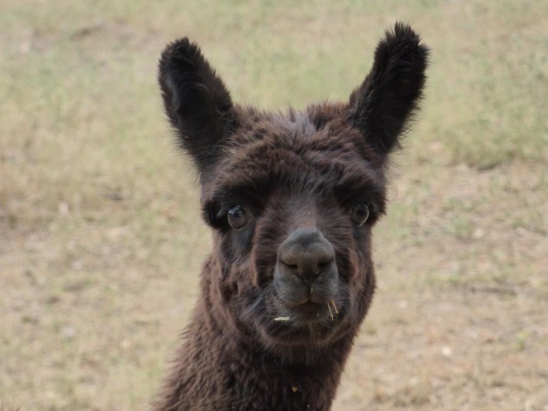 170 Pinkerton Road, Cootamundra NSW 2590