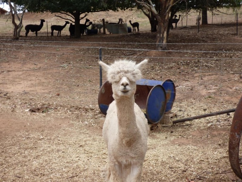 170 Pinkerton Road, Cootamundra NSW 2590