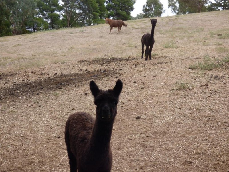 170 Pinkerton Road, Cootamundra NSW 2590