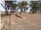 4397 Old Cootamundra Road, Temora NSW 2666