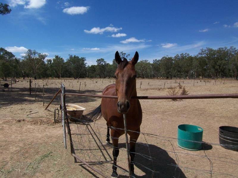 169 Old Wallendbeen Road, Stockinbingal NSW 2725