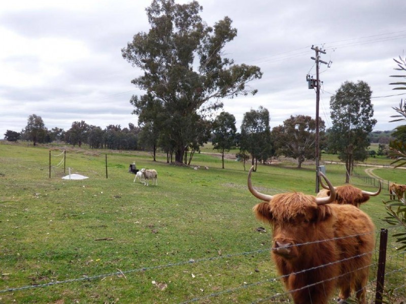 582 Back Brawlin Road, Cootamundra NSW 2590