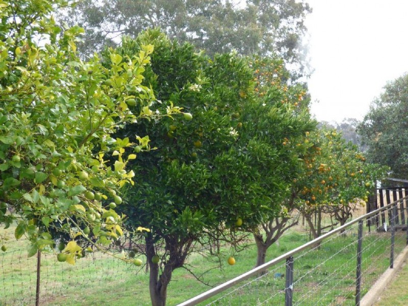 Pinkerton Road, Cootamundra NSW 2590