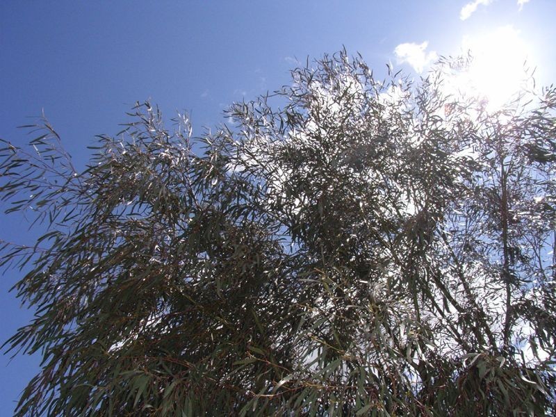 Lot 48 Gepp Road, Healesville VIC 3777