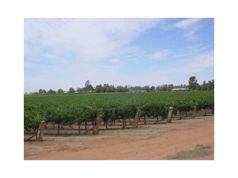 38 Oleander Drive, Dareton NSW 2717