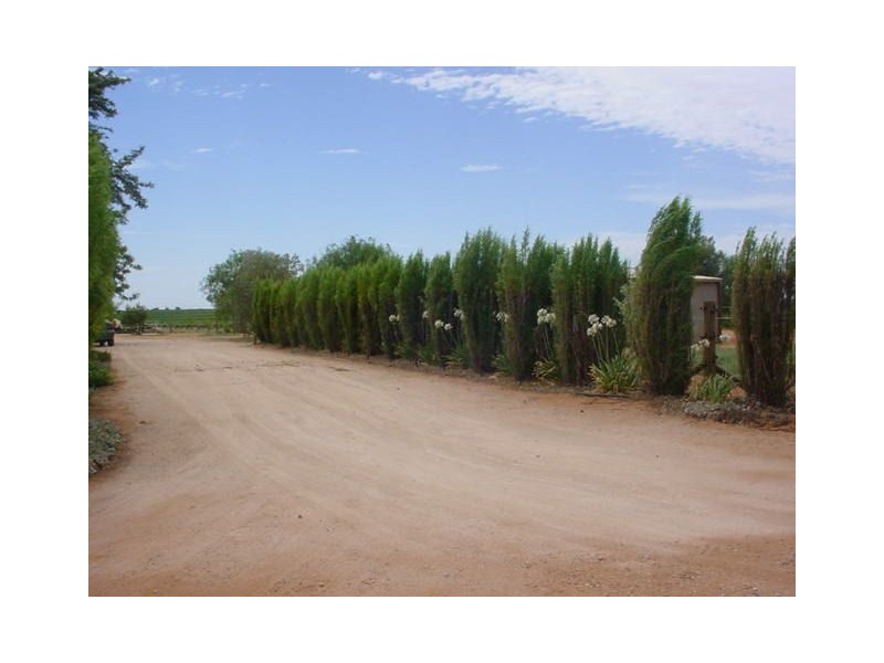 38 Oleander Drive, Dareton NSW 2717