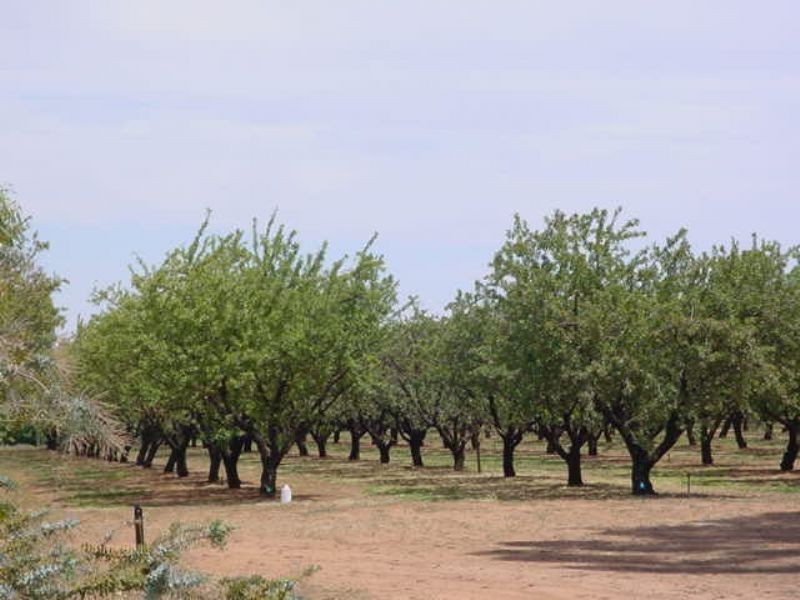 Block 184 Dumosa Street, Red Cliffs VIC 3496