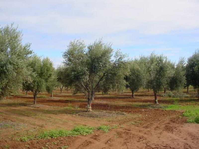 1077 Cowra Avenue, Mildura VIC 3500