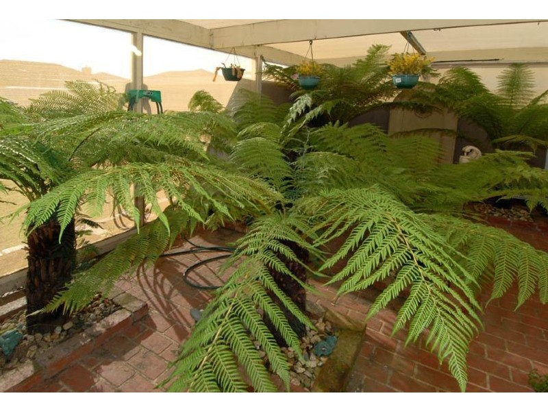 20 Surrey Street, Hadfield VIC 3046