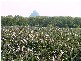 Beerwah QLD 4519