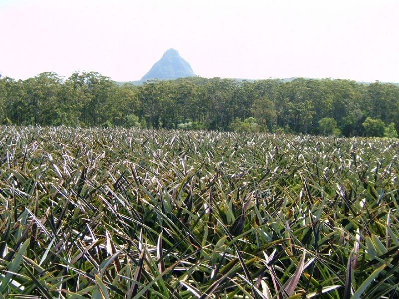 Beerwah QLD 4519