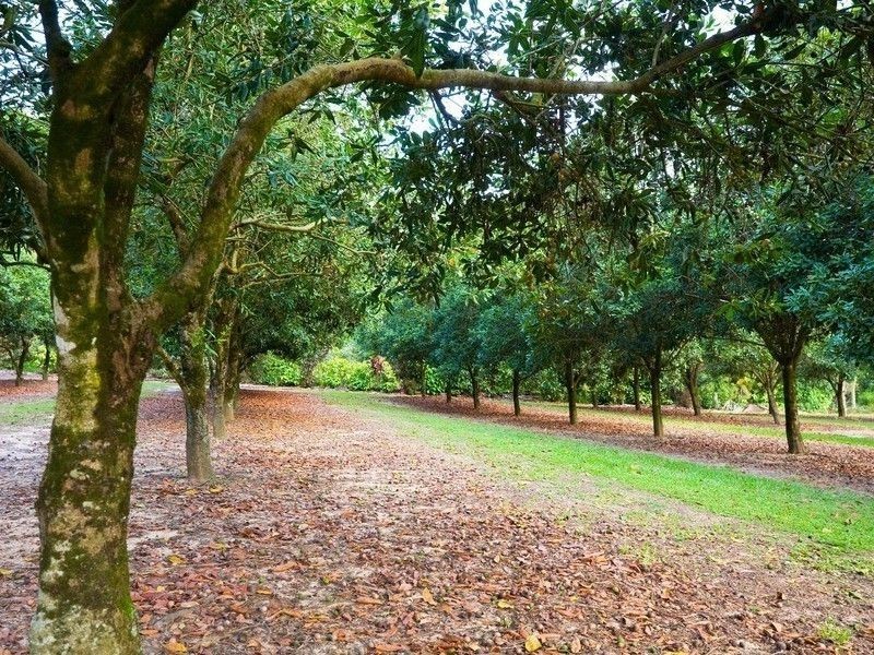 Beerwah QLD 4519