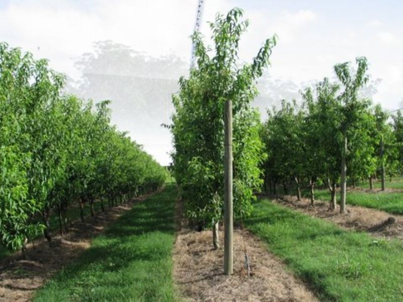 Glass House Mountains QLD 4518