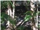 Diamond Valley QLD 4553