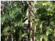 Landsborough QLD 4550