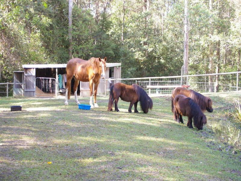 Landsborough QLD 4550