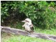 Maleny QLD 4552
