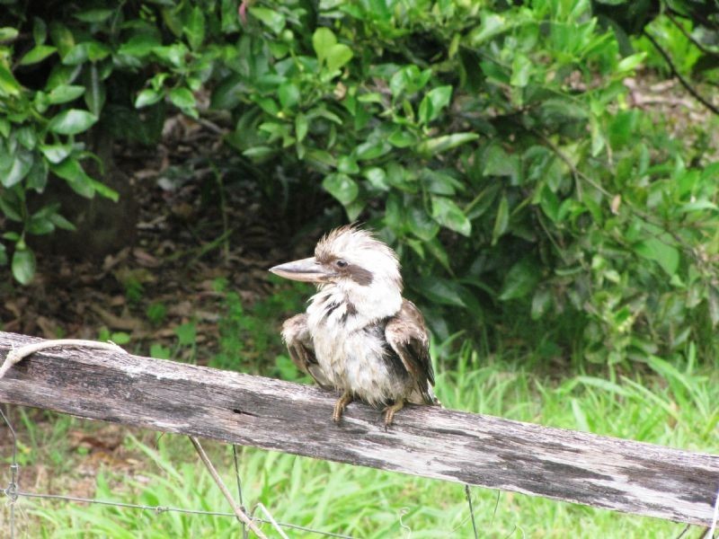 Maleny QLD 4552