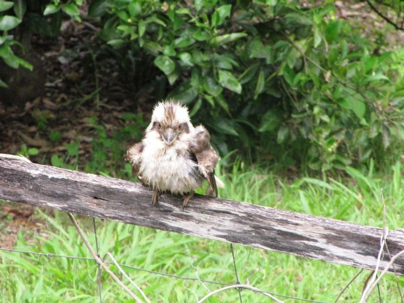 505 MELLUM, Landsborough QLD 4550