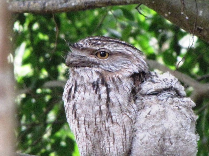 505 MELLUM, Landsborough QLD 4550