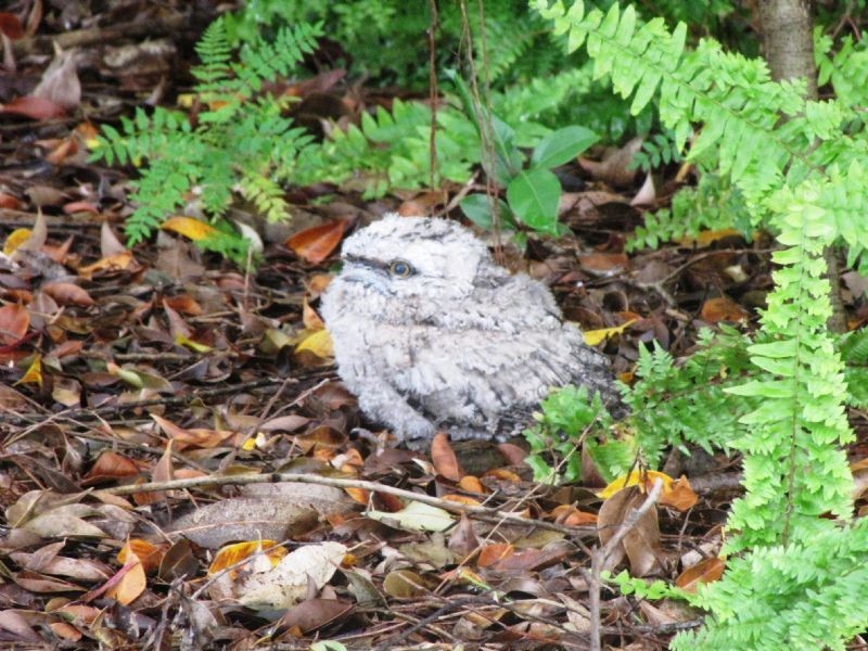 505 MELLUM, Landsborough QLD 4550