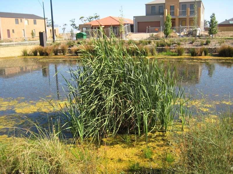 11 Swamphen Drive, Laverton VIC 3028