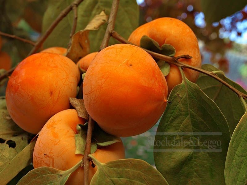 57 Princess Highway, Werribee VIC 3030