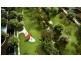 48 Lot (59) Lamington Drive, Tarneit VIC 3029