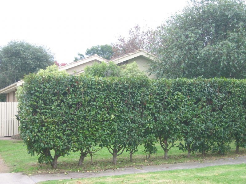 55 Orwil Street, Frankston VIC 3199