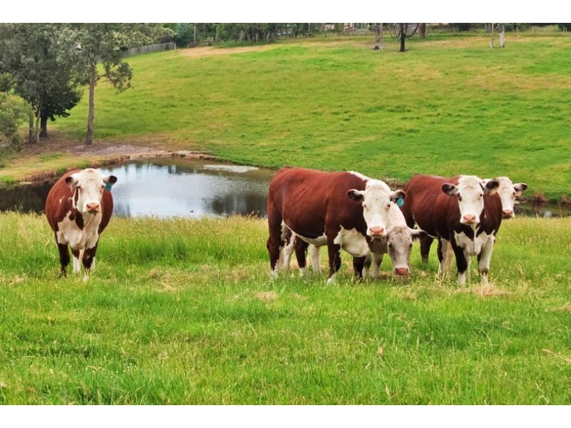 278 Yarra Road, Wonga Park VIC 3115