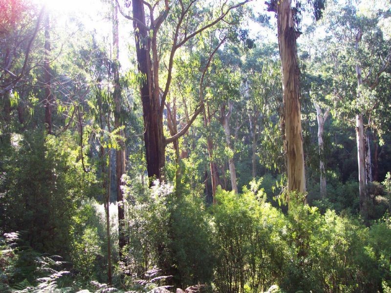 0 Pitt Rd, Hallston VIC 3953