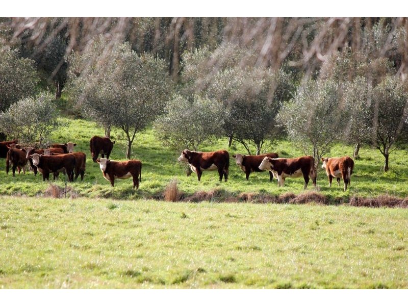 0 Strzelecki Highway, Leongatha VIC 3953