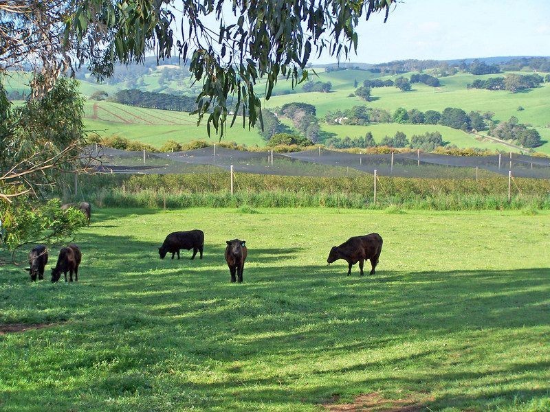 80 Smirls Road, Leongatha VIC 3953