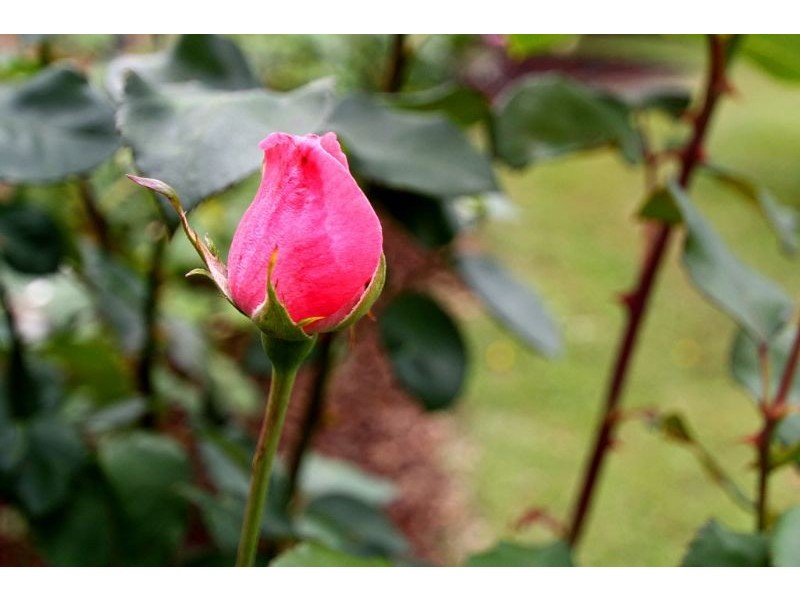 110 McCartin Street, Leongatha VIC 3953