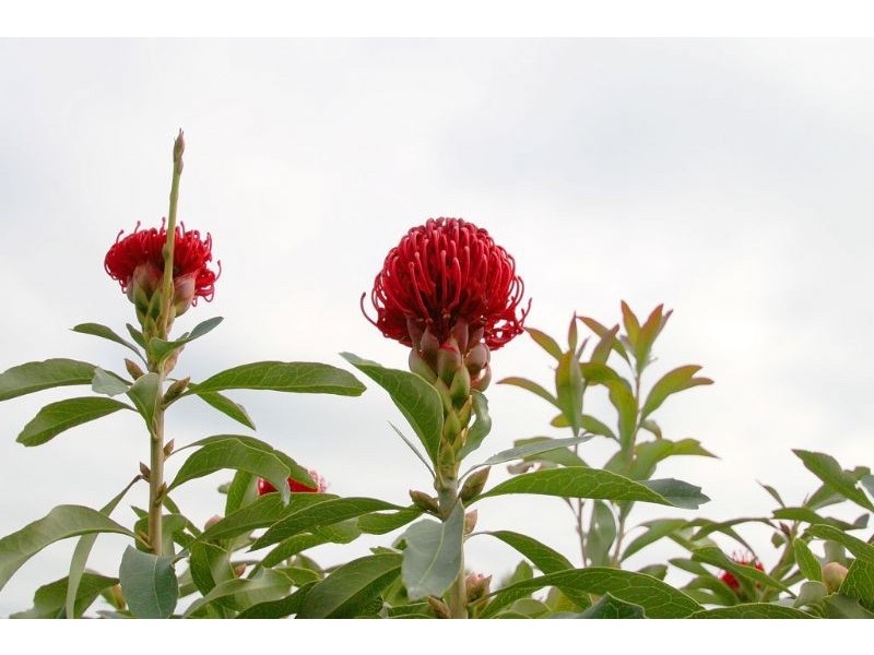 33 Chamberlain Drive, Leongatha VIC 3953